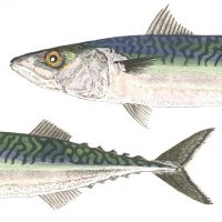 Debby Mason - Mackerel Greeting Card