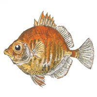 Debby Mason - Boar Fish Greeting Card
