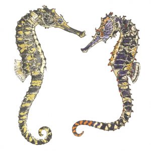 DM 22 - Tiger Tail Seahorses