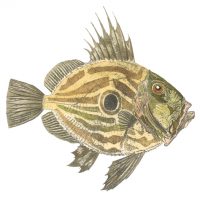 Debby Mason - John Dory Greeting Card