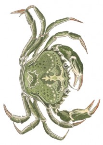 DM 70 - Green Crab