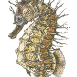 DM 72 - Spiny Sea Horse