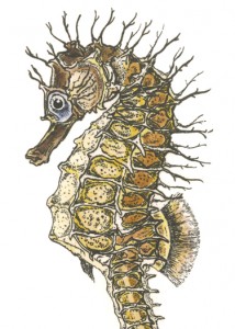 DM 72 - Spiny Sea Horse