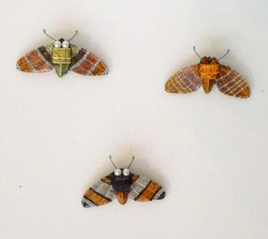 Kate packer amber moths