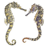 Debby Mason - Two Seahorses Greeting Card