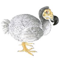 Debby Mason - Dodo Greeting Card