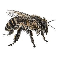 Debby Mason - Honey Bee Greeting Card