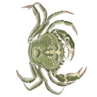 Debby Mason - Green Crab Greeting Card