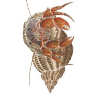 Debby Mason - Hermit Crab Greeting Card