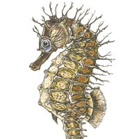 Debby Mason - Spiny Seahorse Greeting Card
