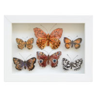 Jane Price - Framed Handmade Silk Butterflies