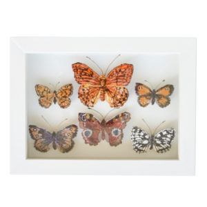 Jane Price - Framed Handmade Silk Butterflies - Image 3