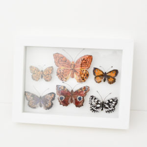 Jane Price - Framed Handmade Silk Butterflies - Image 4